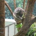 コアラに会いたい！鹿児島の平川動物園